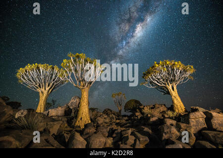 Forêt Quiver Tree (Aloe dichotoma) la nuit avec les étoiles et la Voie lactée, Keetmanshoop, la Namibie. Banque D'Images