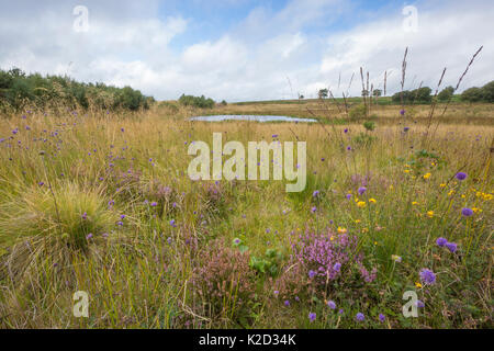 Devil's bit scabious (Succisa pratensis) Ramsley Moor, parc national de Peak District, Derbyshire, Royaume-Uni. Septembre. Banque D'Images