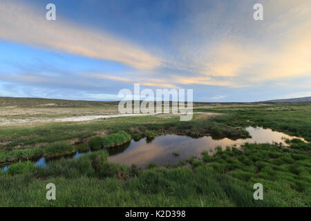 Point d'eau alimenté par une source dans l'armoise-steppe. Le Comté de Sublette, Wyoming, USA, juin. Banque D'Images