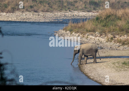 L'éléphant indien (Elephas maximus indicus), l'eau potable de la rivière Ramganga dans la réserve de tigres Jim Corbett à Uttarakhand, en Inde. Banque D'Images