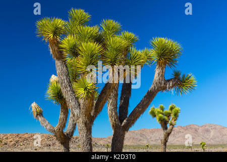 Joshua trees (Yucca brevifolia) Joshua Tree National Park, Californie, USA, février 2015. Banque D'Images