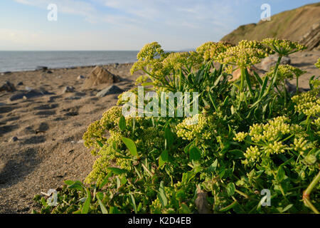 Rock samphire / fenouil de mer (Crithmum maritimum) haut de floraison sur une plage de sable, près de Bude, Cornwall, UK, septembre. Banque D'Images