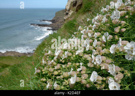 Mer (Silene maritima) floraison sur l'affaissement falaise, Widemouth Bay, Cornwall, UK, mai. Banque D'Images