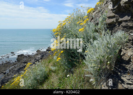 Silver ragwort / Dusty Miller (Jacobaea Senecio Cineraria Maritima /), une espèce méditerranéenne sur les côtes britanniques naturalisés, la floraison sur une falaise, Widemouth Bay, Cornwall, UK, juin. Banque D'Images