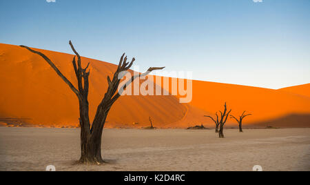 Camelthorn morts anciens arbres (Vachellia erioloba) avec des dunes de sable, le désert de Namib, Deadvlei Sossusvlei, Namibie,. Banque D'Images