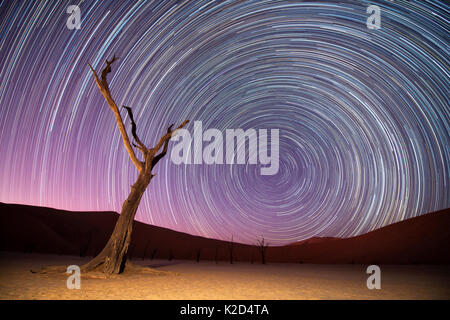 Camelthorn morts anciens arbres (Vachellia erioloba) avec dunes rouges, et star trails, désert du Namib, Namibie Sossusvlei,. Composite. Banque D'Images