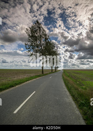 Le peuplier (Populus sp) tees le long de la route, Montreuil, Pas de Calais, France, septembre 2015. Banque D'Images