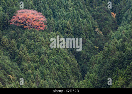 L'érable (Acer sp) arbre dans un cèdre du japon (Cryptomeria japonica) plantation, région du Kansai, au Japon, en novembre 2008. Banque D'Images