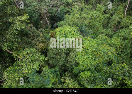 Vue de la forêt tropicale de Canopy Walkway. Danum Valley, Sabah, Bornéo Septembre 2015 Banque D'Images