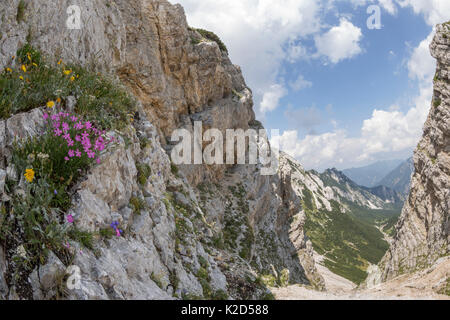 Bois rose (Dianthus sylvestris) croissant sur falaise de calcaire. Le parc national du Triglav, Alpes Juliennes, en Slovénie. Juillet 2015 Banque D'Images