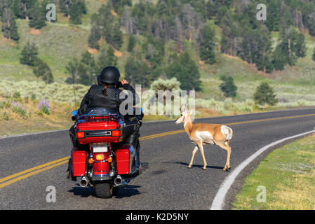 Les motards d'équitation et prendre des photos d'une antilope qui traversent la route dans le parc national de Yellowstone, États-Unis Banque D'Images