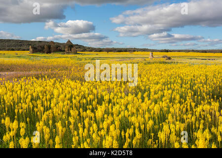 Queue du chat jaune (Bulbinella latifolia) (anciennement Bulbinella floribunda), Papkuilsfontein ferme, Nieuwoudtville, Northern Cape, Afrique du Sud, septembre 2015 Banque D'Images