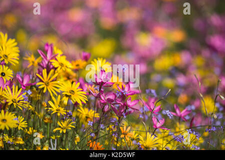 Fleurs sauvages, Papkuilsfontein ferme, Nieuwoudtville, Northern Cape, Afrique du Sud, septembre 2015 Banque D'Images