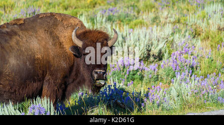 Le bison qui sort sa langue dans un beau champ de fleurs dans le parc national de Yellowstone Banque D'Images