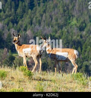 L'antilope d'amérique du nord dans la nature. Le parc national de Yellowstone Banque D'Images