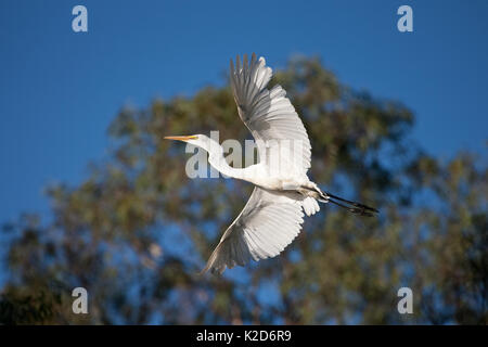 Grande Aigrette en vol Banque D'Images