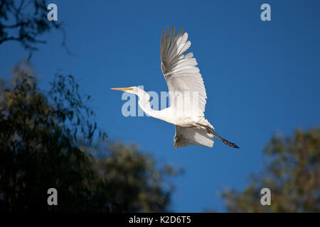 Grande Aigrette en vol Banque D'Images