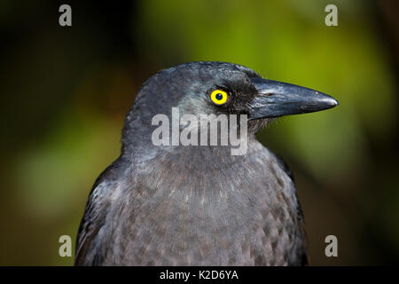 Close up avec le distiinctive oeil jaune vif d'un Pied Currawong. Banque D'Images