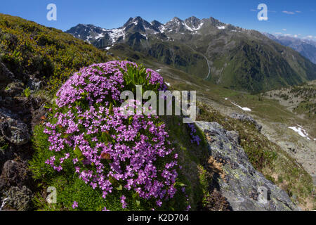 Le silène acaule (Silene acaulis) photographié avec un objectif fisheye pour montrer l'environnement de montagne. Nordtirol, Alpes autrichiennes, juin. Banque D'Images