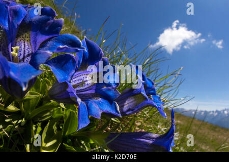 Trompette / gentiane acaule (Gentiana acaulis) Nordtirol, Alpes autrichiennes. De juin. Banque D'Images