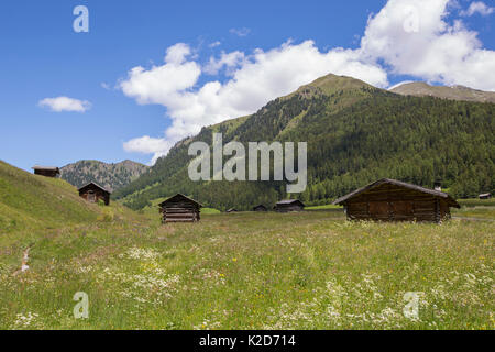 Granges à foin de prairie alpine. Nordtirol, Alpes autrichiennes, l'Autriche, juin. Banque D'Images