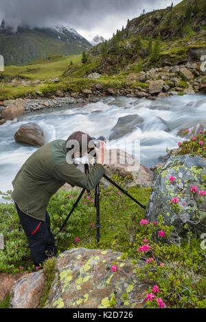 Photographe de paysage de montagne de fleurs de Alpenrose (Rhododendron ferrugineum), Kaunertal Naturpark, Nordtirol, Alpes autrichiennes. Juillet. Banque D'Images