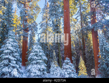 Premiers rayons de soleil doré frappé Séquoias Géants (Sequoiadendron giganteum) recouverts d'une couverture d'hiver de neige et de glace, Grant Grove, Sequoia / Kings Canyon National Park, Californie, USA Novembre Banque D'Images