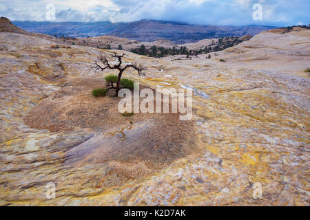 Un arbre solitaire s'accroche à la vie dans le vaste désert de grès de l'Utah Escalante National Monument, USA Octobre Banque D'Images