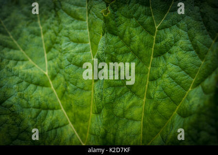 Gunnera manicata gunnera - communément appelé le géant brésilien-rhubarbe à Kew Royal Botanic Gardens, London, United Kingdom Banque D'Images