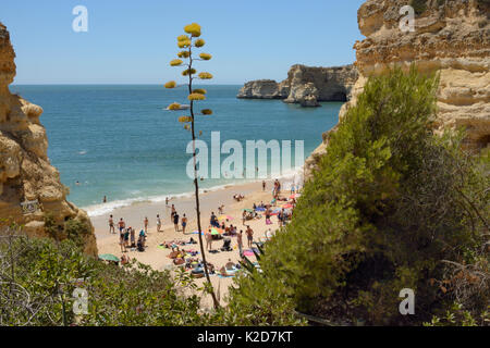 Century plant (Agave americana) au-dessus de Praia da Marinha beach, près de Carvoeiro, Algarve, Portugal, juillet 2013. Banque D'Images