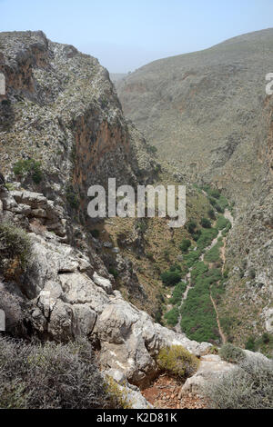 Paysage de Zakros gorge, également appelé la "Gorge des Morts" en raison de sa grotte minoenne sépultures, avec de nombreux buissons de laurier-rose (Nerium oleander) à côté de son lit asséché, Kato Zakros, Sitia Nature Park, Lassithi, Crète, Grèce, en mai 2013. Banque D'Images