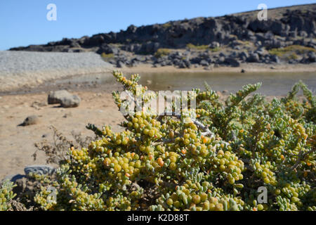 Raisin de mer (Zygophyllum fontanesii / Tetraena) bush avec les fruits sur la marge d'une lagune côtière de sable, Tenerife, mai. Banque D'Images