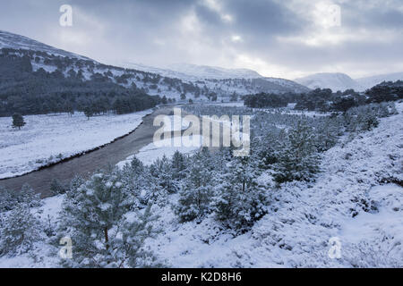 Paysage d'hiver avec la régénération de pin sylvestre (Pinus sylvestris) forêt, rivière Feshie Glenfeshie, plaine, Ecosse, Royaume-Uni. Janvier 2015. Banque D'Images