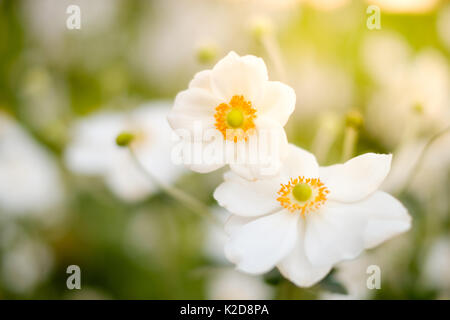 Les fleurs de printemps dans la région de meadow - Fleurs blanches Banque D'Images