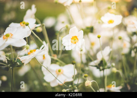 Les fleurs de printemps dans la région de meadow - Fleurs blanches Banque D'Images