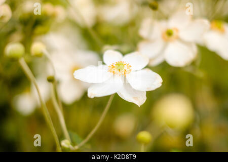 Les fleurs de printemps dans la région de meadow - Fleurs blanches Banque D'Images