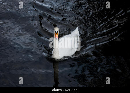 Beau blanc cygne muet avec bec de couleur vive flottant sur l'eau sombre. Banque D'Images