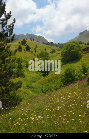 Les pâturages alpins en parc national de Sutjeska avec une profusion de fleurs sauvages, y compris l'épervière maculée (Hypochoeris maculata), Marguerites (Leucanthemum vulgare) et Rosebay willowherb (Chamerion angustifolium Epilobium /) avec un ruisseau qui coule de la montagne Zelengora, arrière-plan, la Bosnie-et-Herzégovine, juillet. Banque D'Images