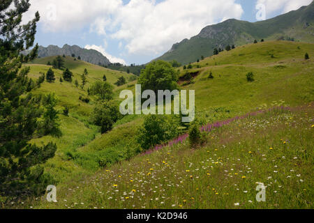 Les pâturages alpins en parc national de Sutjeska avec une profusion de fleurs sauvages, y compris l'épervière maculée (Hypochoeris maculata), Marguerites (Leucanthemum vulgare) et Rosebay willowherb (Chamerion angustifolium Epilobium /) avec un ruisseau qui coule de la montagne Zelengora, arrière-plan, la Bosnie-et-Herzégovine, juillet. Banque D'Images