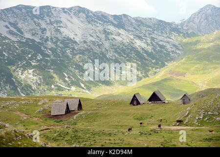 / Éleveurs de cabanes de berger ou katuns et de bovins (Bos taurus) sur les prairies alpines, Sedlo pass, parc national de Durmitor, Monténégro, juillet 2014. Banque D'Images