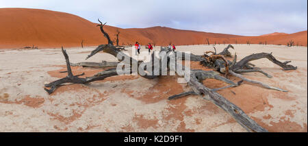 Marcher parmi les touristes morts anciens Camelthorn tree (Vachellia erioloba) à Deadvlei Sossusvlei, marais salant, Parc National Namib Naukluft, Namibie Banque D'Images