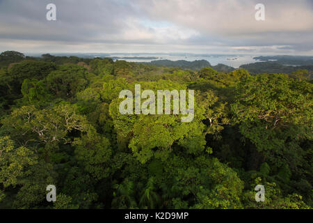 Vue sur la canopée de la forêt tropicale avec le canal de Panama. L'île de Barro Colorado, le lac Gatun, Canal de Panama, Panama. Banque D'Images