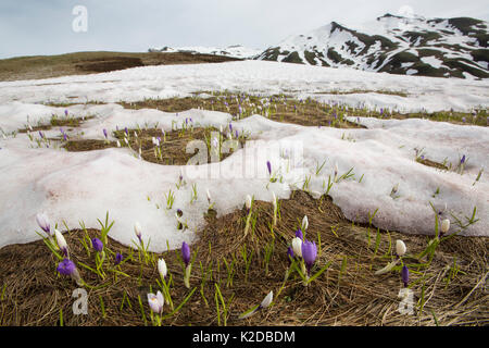 Dutch crocus (Crocus vernus) à venir à travers la neige, à 2000m, Alpes, France, juin. Banque D'Images