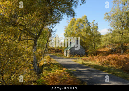 Les bouleaux (Betula pendula) et Glen Strathfarrar, abri bothy, Highlands, Scotland, UK Octobre Banque D'Images