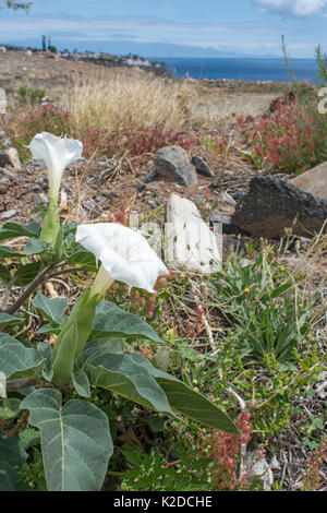 Thorn Apple (Datura stramonium) croissant sur la masse des déchets, la Gomera, Canary Islands. Banque D'Images