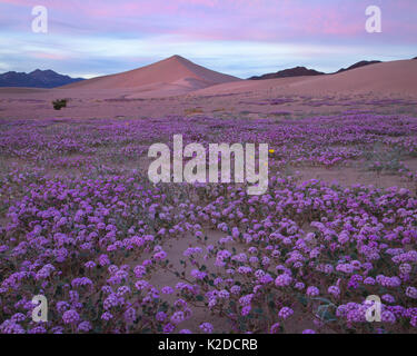 (De l'abronie Abronia villosa) qui fleurit à la base des dunes de sable, le super bloom provoquées par El Nino météo Death Valley, Californie, USA. Février 2016 Banque D'Images