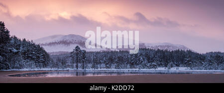 En grande partie gelés Uath Lochan entouré par la neige a couvert le pin sylvestre (Pinus sylvestris) des arbres au lever du soleil, le Parc National de Cairngorms, en Écosse, au Royaume-Uni, en janvier 2015. Banque D'Images