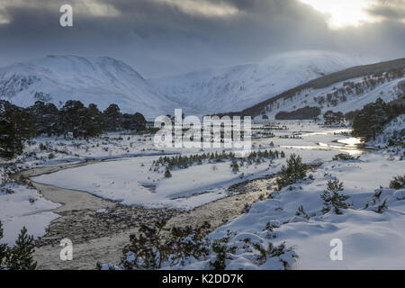 Dans la rivière Feshie paysage couvert de neige avec le pin sylvestre (Pinus sylvestris) gaulis, Glenfeshie, Parc National de Cairngorms, en Écosse, au Royaume-Uni, en janvier 2015. Banque D'Images