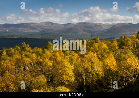 Le bouleau verruqueux (Betula pendula) bois avec montagnes en arrière-plan, le Parc National de Cairngorms, en Écosse, au Royaume-Uni, en octobre 2014. Banque D'Images