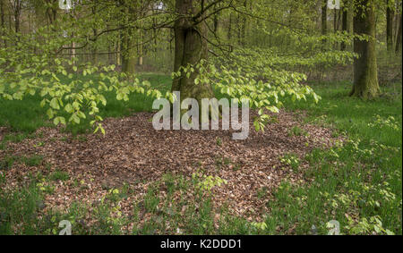 Les hêtres (Fagus sylvatica) forest à Hesdin, Pas de Calais, France, avril 2016. Banque D'Images